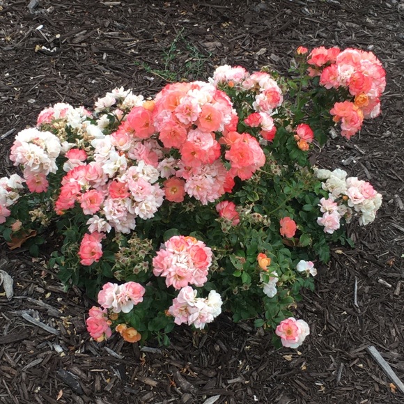 Meet your Posher, Lucca - Picture 1 of 1